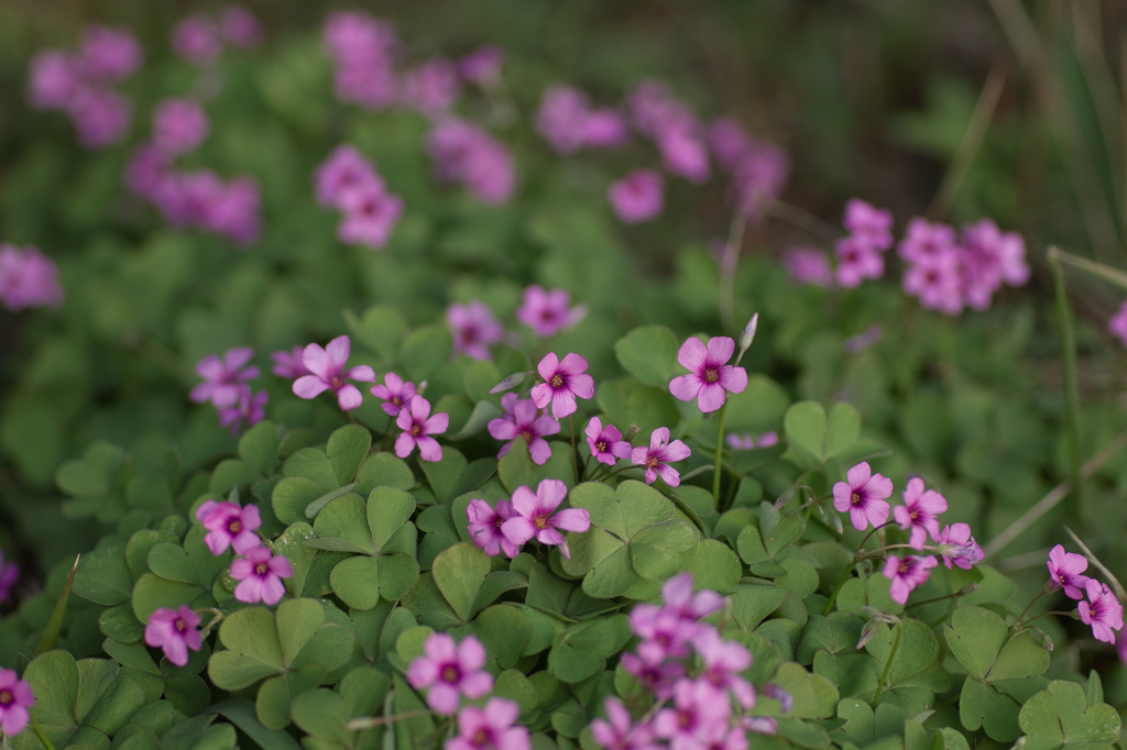 ごく普通の花ですが、、、