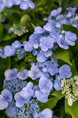 紫陽花