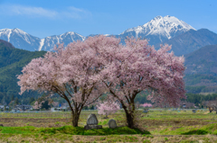 満開の桜と道祖神