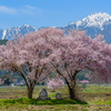 満開の桜と道祖神