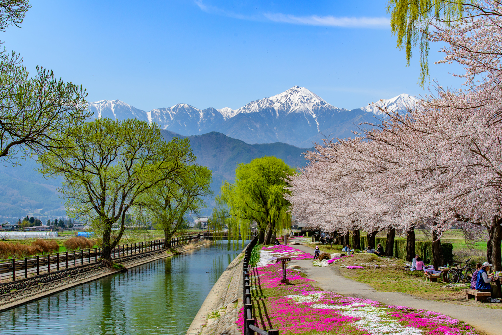 満開の桜と拾ヶ堰