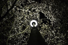 夜桜