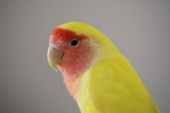 Peachfaced Lovebird