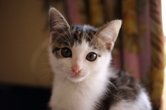 Kitten(^_^)