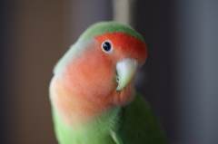 チーズ♪
