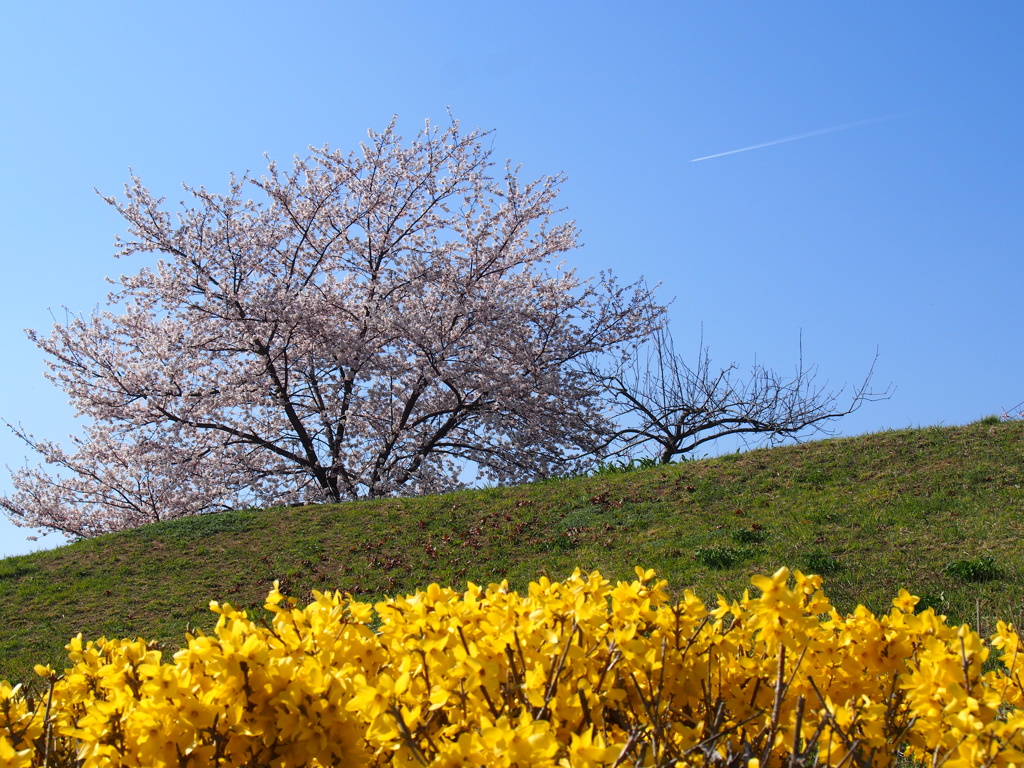 お花見日和