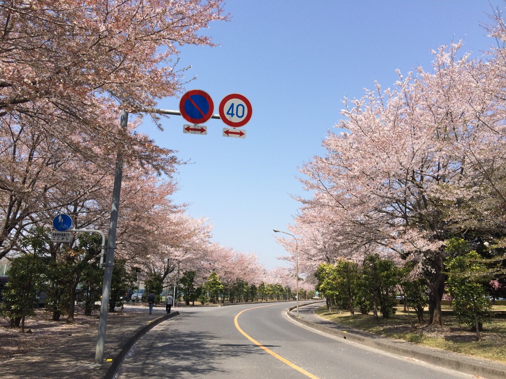 桜並木