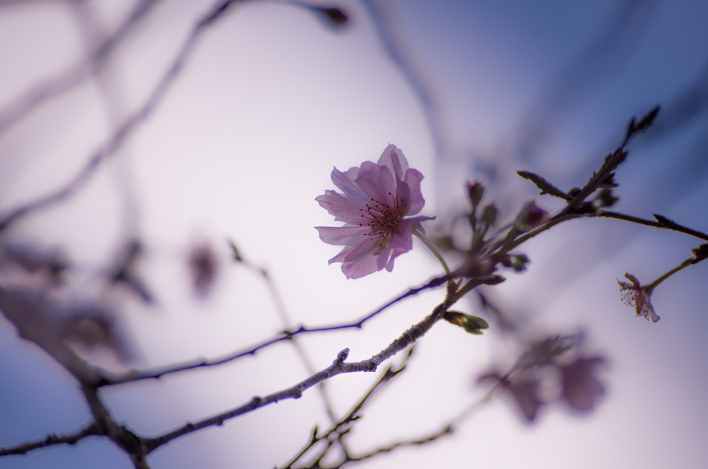 十月桜  Cerasus subhirtella ‘Autumnalis’