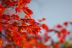 錦秋　～上野公園３～