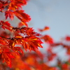 錦秋　～上野公園３～