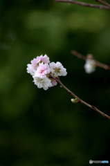 十月桜