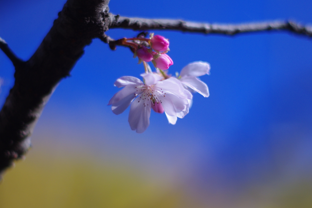 十月桜　～上野公園～