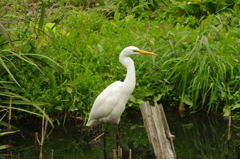 野鳥の楽園