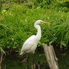 野鳥の楽園