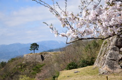 竹田城跡　桜