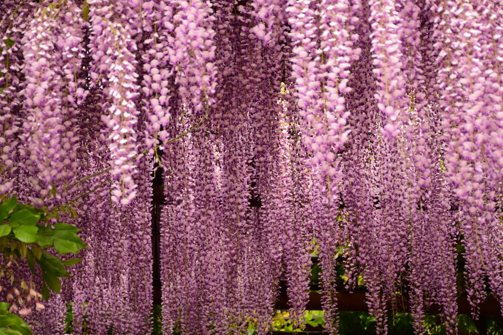大町藤公園－１