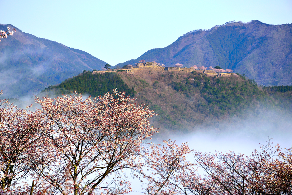 竹田城跡　桜