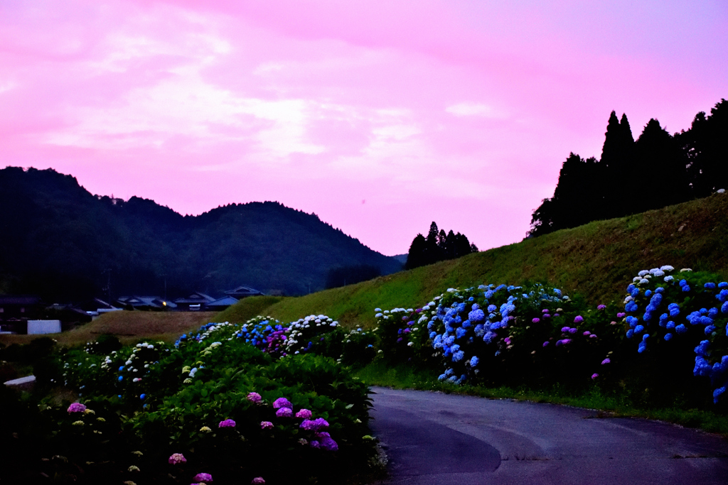 紫陽花と夕焼け