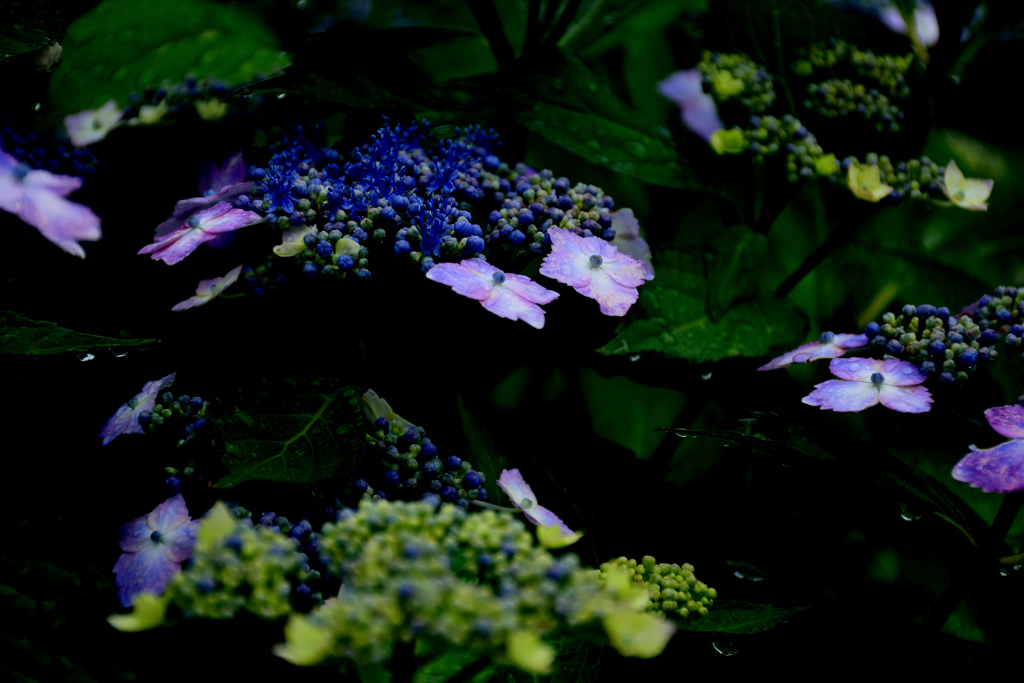 紫陽花－２
