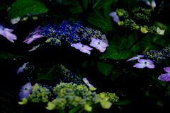 紫陽花－２