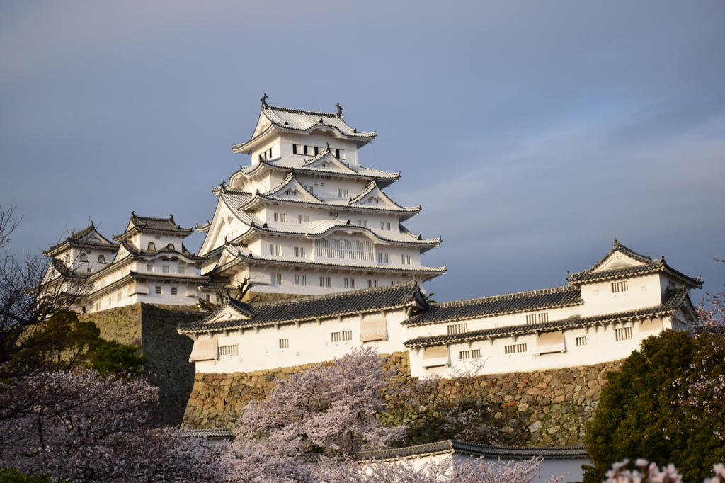 桜と姫路城-2