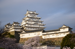 桜と姫路城-2