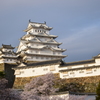 桜と姫路城-2