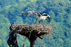 コウノトリ　ヒナ誕生