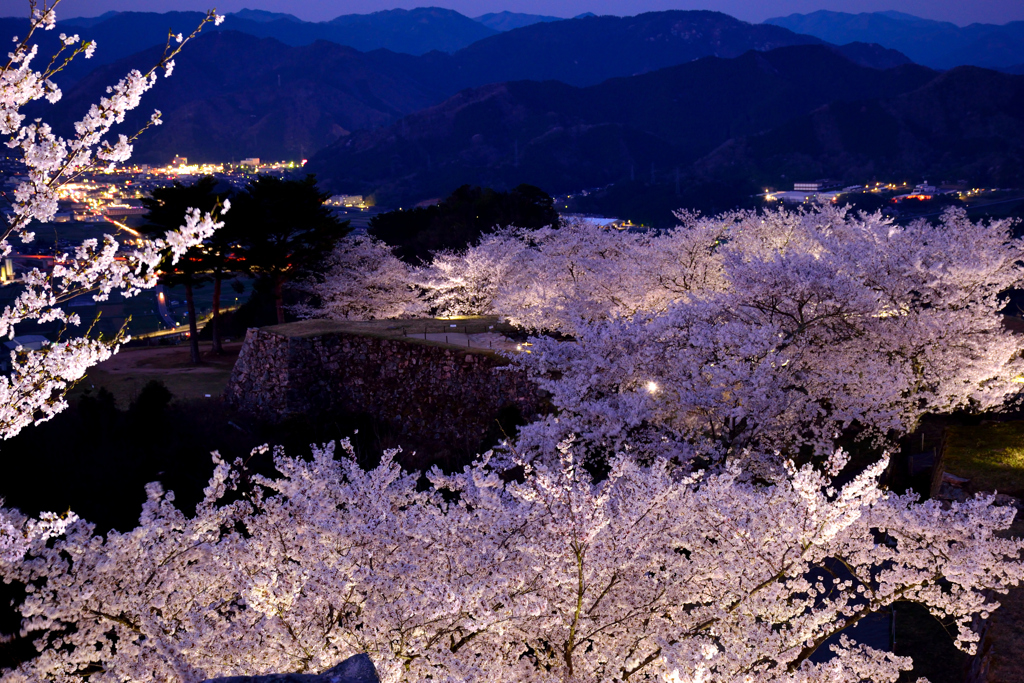 竹田城跡　桜ライトアップ