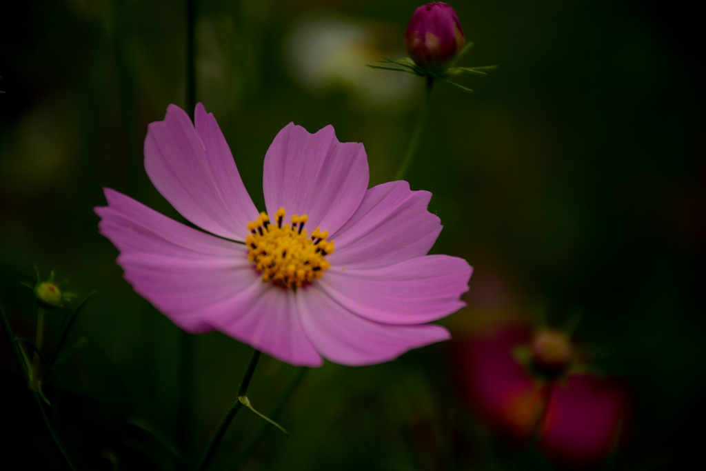 秋の花-4