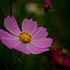 秋の花-4