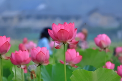 ヤマサ蓮の花苑‐Ⅲ