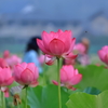 ヤマサ蓮の花苑‐Ⅲ