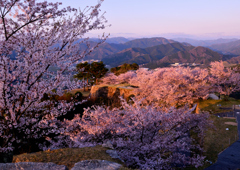 竹田城跡　桜満開