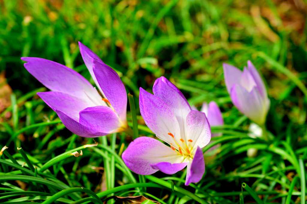 今年も咲きました