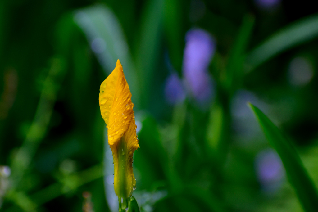 黄菖蒲