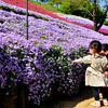 ヤマサ蒲鉾　芝桜の小径