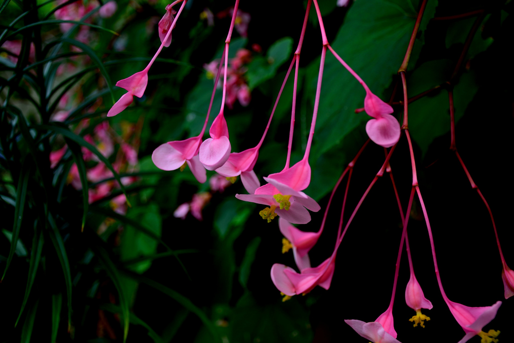 秋の花-2