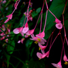 秋の花-2