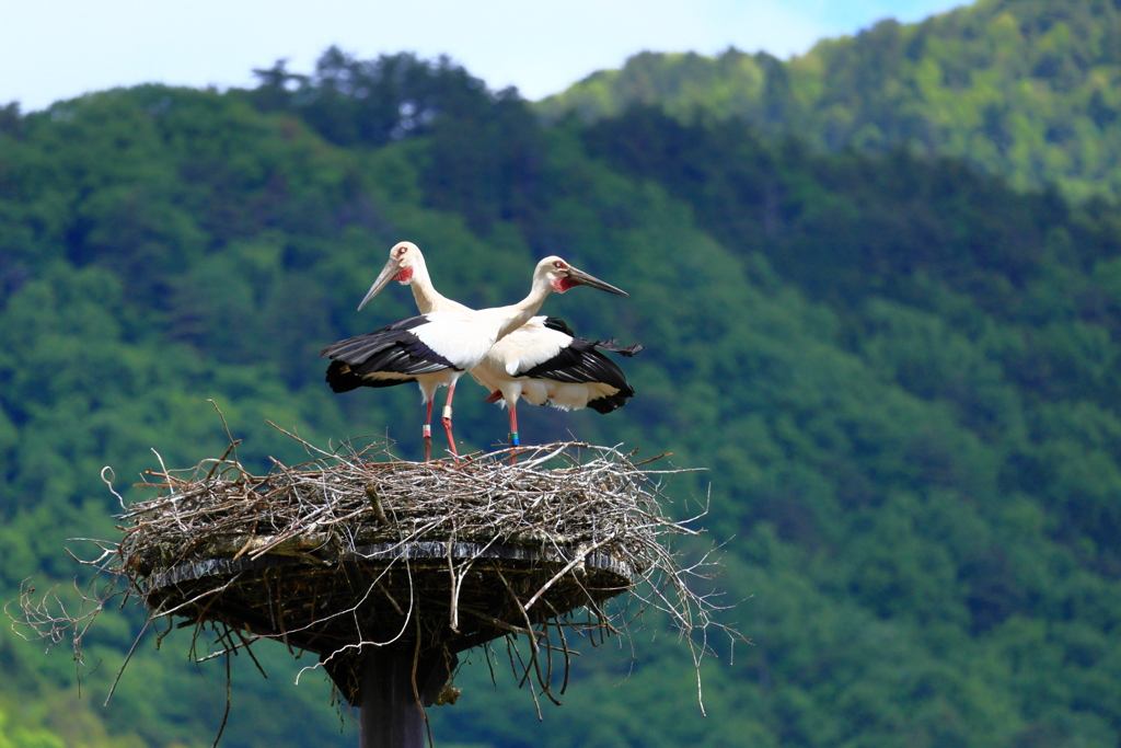 コウノトリ　夫婦
