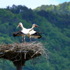 コウノトリ　夫婦