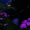 紫陽花とホタル