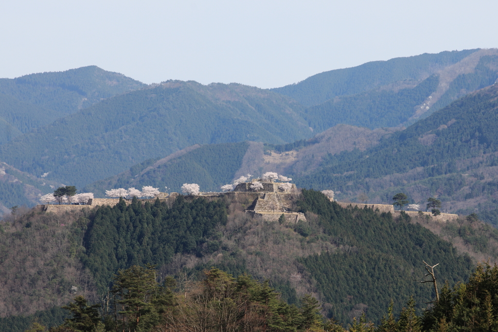 竹田城跡　桜-4