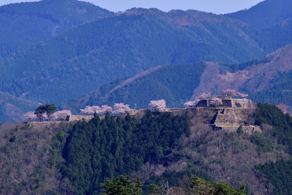 竹田城跡　桜