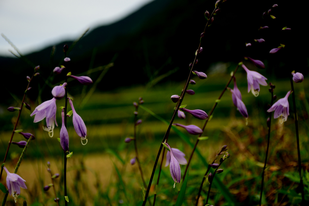 秋の花-3