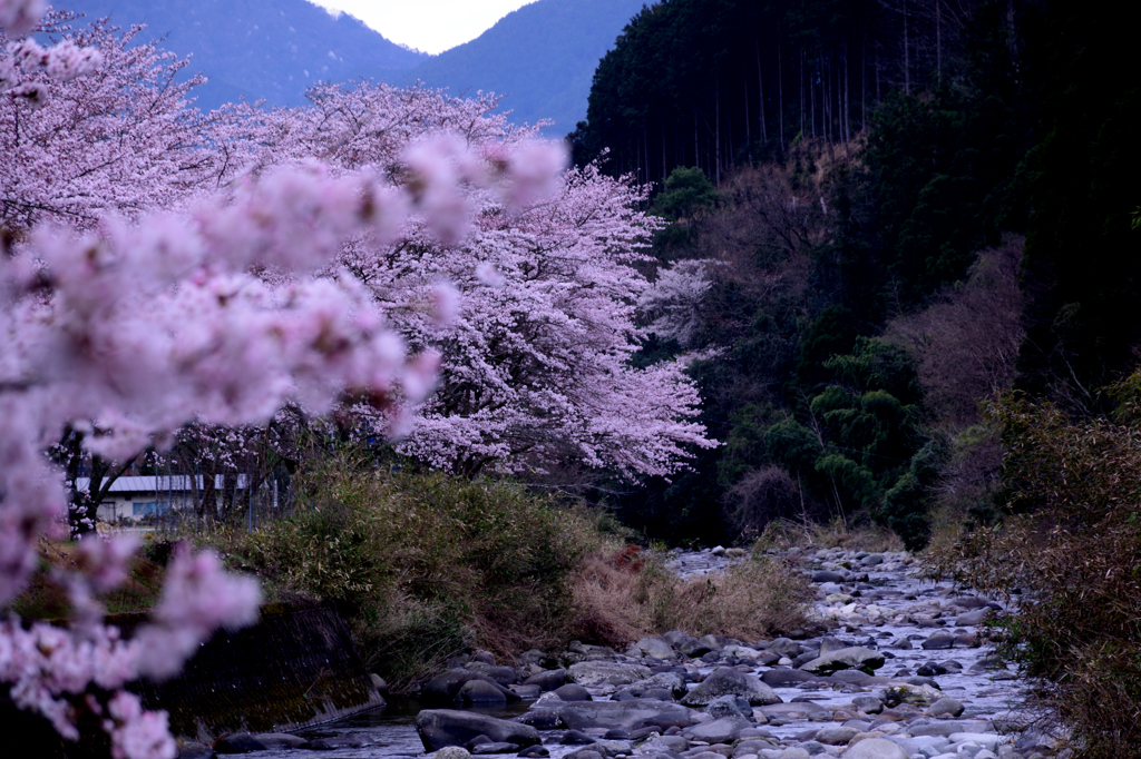 桜