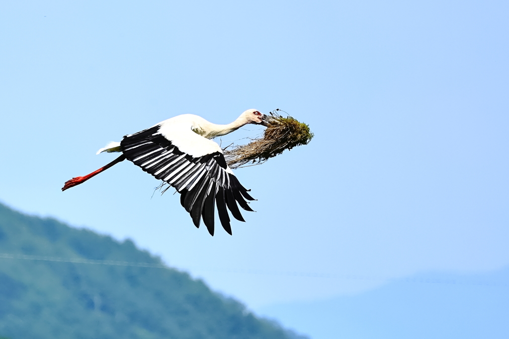 コウノトリ　帰巣