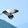 コウノトリ　帰巣
