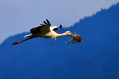 コウノトリ　颯爽と