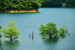 黒川ダム　沈水木